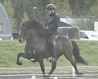 finished-icelandic-horse
