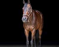 ridden-english-thoroughbred-horse