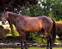 show-experience-thoroughbred-horse