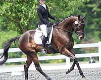bay-thoroughbred-gelding
