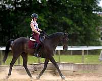 bay-dressage-horse