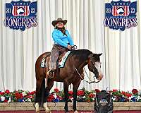 reining-ranch-horse