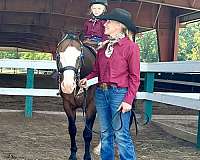 reining-ranch-gelding