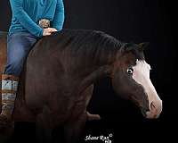 reining-ranch-quarter-horse