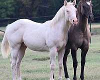 perlino-mounted-patrol-horse