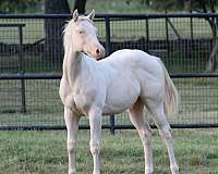 all-around-quarter-horse