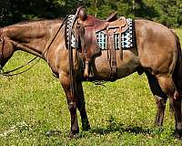 grulla-quarter-horse