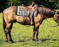 family-horse-quarter