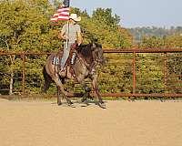 gelding-quarter-horse