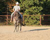 all-around-quarter-horse