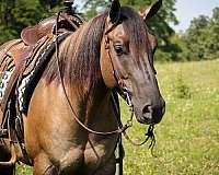 beginner-safe-quarter-horse