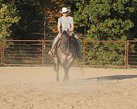 athletic-quarter-horse