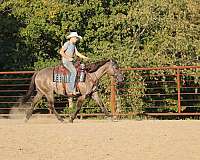 beginner-quarter-horse