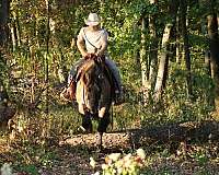 experienced-quarter-horse