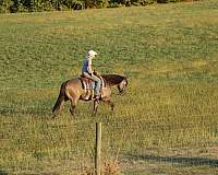 dun-factor-quarter-horse