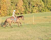 horsemanship-quarter-horse