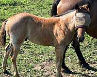 colt