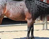 bay-all-around-horse