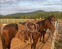 bay-athletic-horse