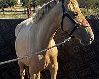 isabelo-ialha-mare