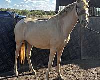 venus-andalusian-horse