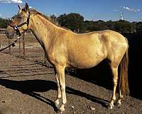 wild-andalusian-horse