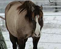 splash-white-horse