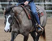 grulla-splash-white-horse