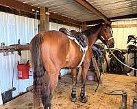 palomino-frame-tobiano-pony