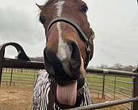gentle-tennessee-walking-pony