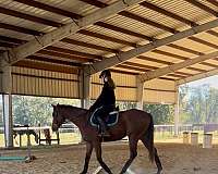 pleasure-driving-tennessee-walking-pony