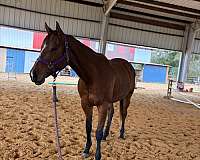 western-dressage-tennessee-walking-pony