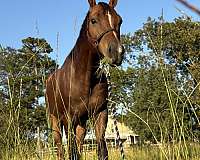 arena-tennessee-walking-pony