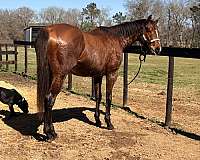 beginner-safe-kid-pony-tennessee-walking