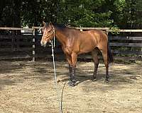 long-mane-tail-tennessee-walking-pony