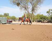all-around-mustang-horse