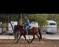bay-rh-sock-horse