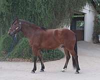 rh-sock-horse