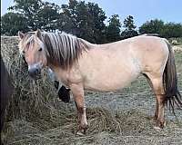 blue-roan-roan-fjord-filly