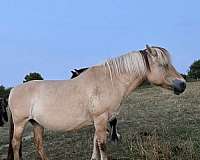 blue-roan-roan-fjord-mare