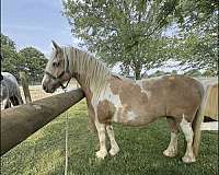 cross-flashy-gypsy-vanner-horse