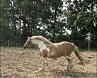 cross-flashy-welsh-pony