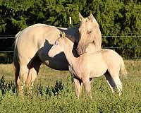 splash-white-horse