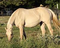 champagne-splash-white-horse