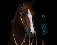 chestnut-trail-class-comp-horse