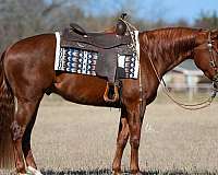 beginner-quarter-horse