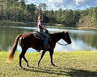 cowboy-mounted-shooting-quarter-horse
