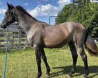 blue-roan-andalusian-horse
