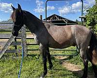 blue-roan-andalusian-gelding