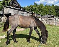 tennessee-walker-andalusian-horse